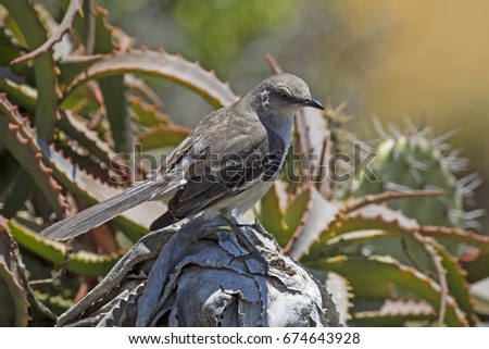 Bird mockingbird at succulent and cactus perch at Laguna Beach park