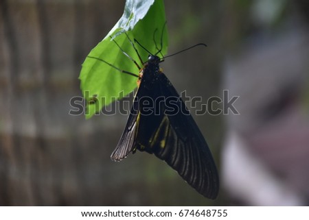 Troides aeacus,, also call Golden Birdwing is a butterfly from the Australia / Indomalaya (Australia) ecozone,You can observe this butterfly from Nepal until Taiwan, Indonesia, and Thailand.
