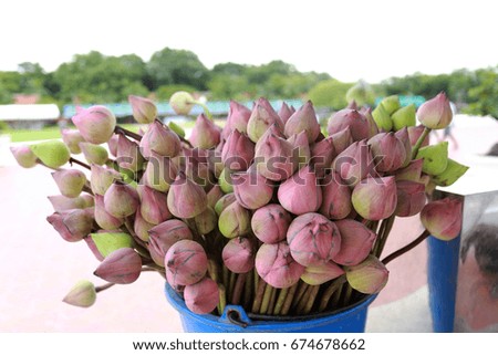 Lotus buds in the basket