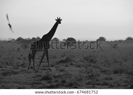 Giraffe, Nairobi National Park