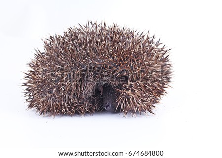 Cute wild hedgehog. Hedgehog closeup. 
hedgehog spike spikes quills as texture background.  Hedgehog is any of the spiny mammals of the subfamily Erinaceinae, in the eulipotyphlan family Erinaceidae.
