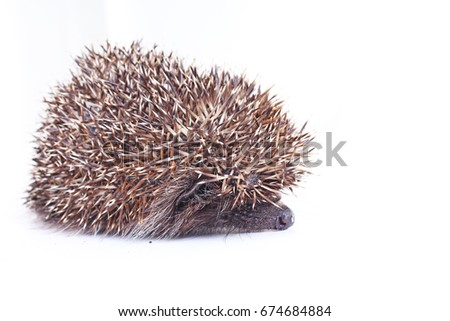 Cute wild hedgehog. Hedgehog closeup. 
hedgehog spike spikes quills as texture background.  Hedgehog is any of the spiny mammals of the subfamily Erinaceinae, in the eulipotyphlan family Erinaceidae.
