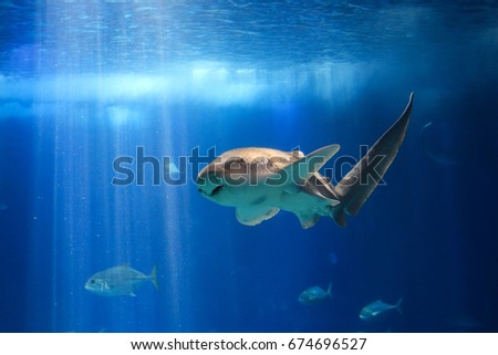 Shark swimming in a reef with blue ocean water