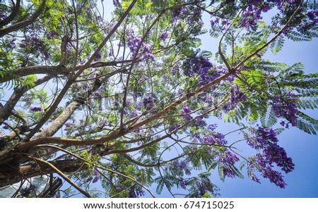 Jacaranda mimosifolia flowers blooming at sunny day in spring time.