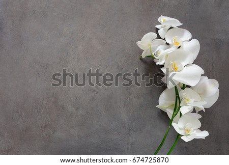 White orchid flower on a gray textured background, space for a text, flat lay, view from above Royalty-Free Stock Photo #674725870