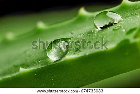 Drops of water on leaf of aloe vera.Macro photography