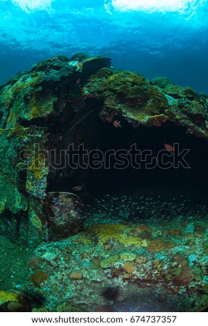 Fish swimming through the hole in the hull of a ship wreck