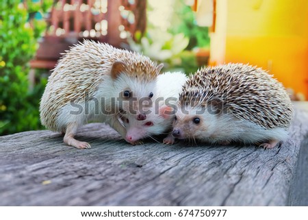 Hedgehog hedgehog friends are playing on the logs.