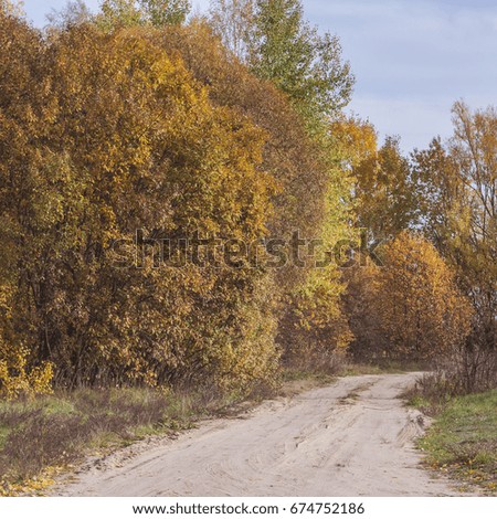 Autumn day in the forest in the vicinity of Birch, Belarus.