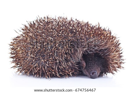 Cute hedgehog. Hedgehog quill closeup. 
hedgehog spike spikes quills as texture background.  Hedgehog is any of the spiny mammals of the subfamily Erinaceinae, in the eulipotyphlan family Erinaceidae.