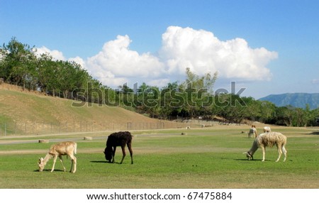 An open field agricultural farm with livestock