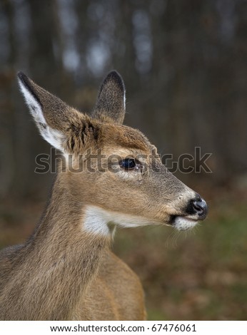 whitetail doe picture taken up close with a forest behind