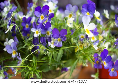 Natural green background with violets