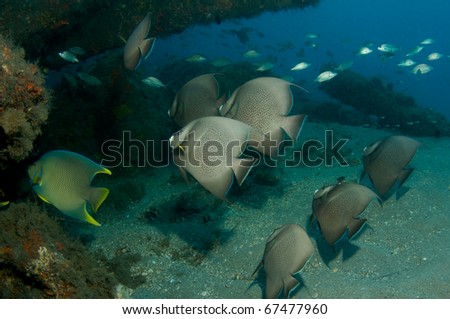 A gathering of Gray Angelfish.  Picture taken under the Blue Heron Bridge in Palm Beach County, Florida.