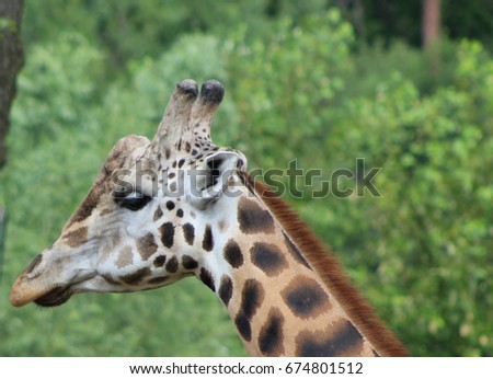 Close up of Giraffe's head
