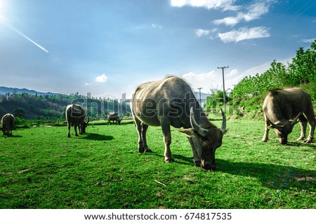 Buffalo in the meadow