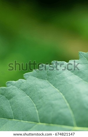 Green leaf leaf lime
