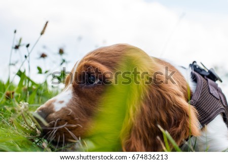 Cute English Springer Spaniel puppy sniffing in green grass