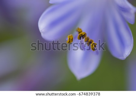 A macro shot of the Agapanthus, "Peter Pan", "Lily of the Nile" flower.  The stamen is at prominent focus while the petals provide the background.