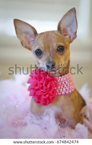 Tiny chihuahua dog with Pink bow and collar sitting on a bed of pink feathers looking at the camera.