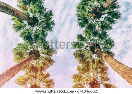 Coconut palm tree with sunlight on sky background bottom view