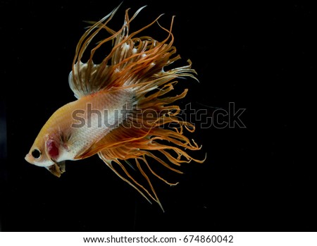 beautiful betta fish, colorful siamese fighting fish on black background