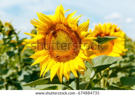 Blooming sunflowers and honey bees pollinating them under a deep cloudy sky in july.  Agricultural eco concept