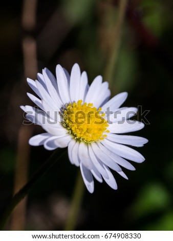 Photo of Irish Daisy (Bellis perennis)
Flower of the Asteraceae family, often considered the archetypal species of that name. Photo taken in Co Louth