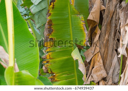 banana leaf background