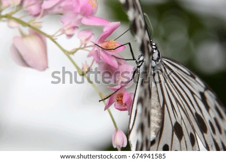 Idea leuconoe, Tree Nymph butterfly, Rice Paper butterfly on pink flower over a blur background. Selective focus 
