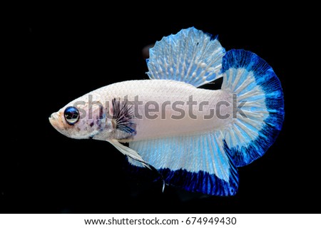 Capture the moving moment of white Siamese fighting fish isolated on black background. Betta fish