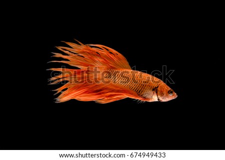 Capture the moving moment of white Siamese fighting fish isolated on black background. Betta fish
