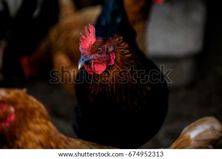 Portrait of Formidable brightly colored Hen. Free Range domestic bird and other Hens on background on farm. Village eco concept.