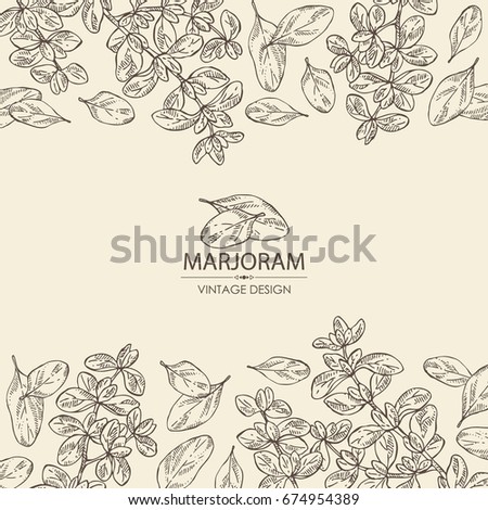 Background with marjoram.  Vector hand drawn illustration.