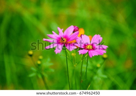 Vibrant wildflowers on a warm sunny day in a field      