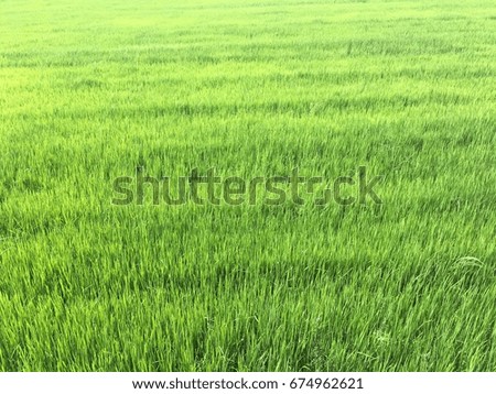 A picture of rice field which can be used as background (taken by mobile phone)