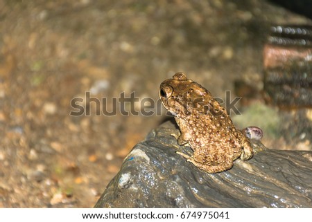  Close up toad or Duttaphrynus melanostictus.