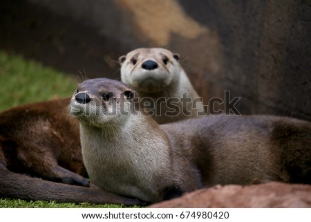 Pair of River Otters Royalty-Free Stock Photo #674980420