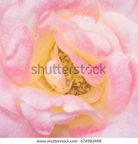 Pink Flower petal 