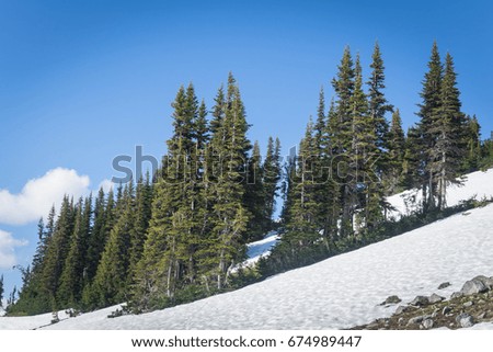 green trees and ice landscape with blue sky backgrounds