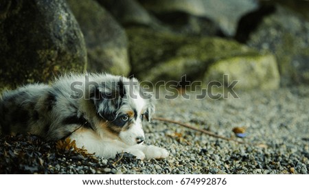 Australian Shepherd Puppy lying on rock beach