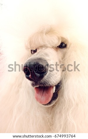 Closeup of While Poodle on pink background