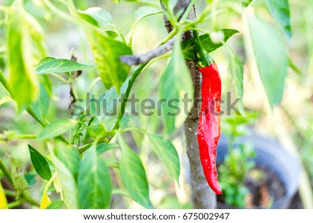 Close up Picture of red chili peppers on chili in the garden.
