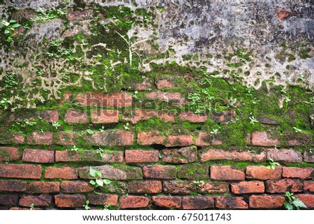 Red brick wall with moss.Background and texture.