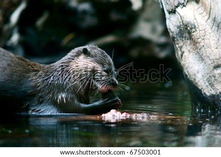 wildlife portrait of asian small clawed otter eating fish in water