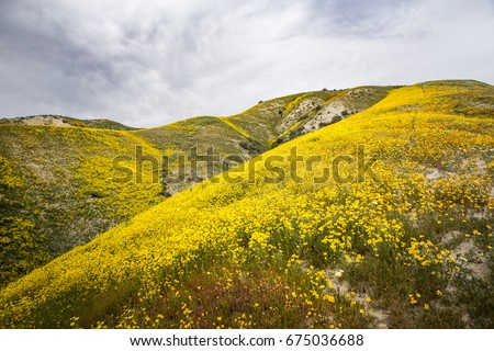 Wildflowers in Carrizo Plains