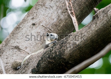 Variable Squirrel eating fruit on the trees