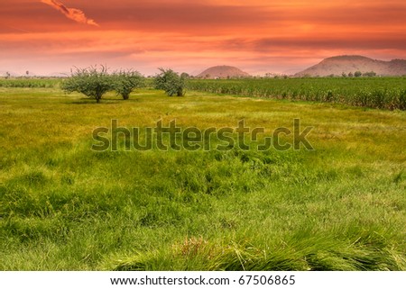 Paddy fields in India against evening sun background