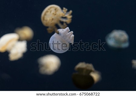 Close-up on clear tiny jellyfish.  Isolated on dark color background.