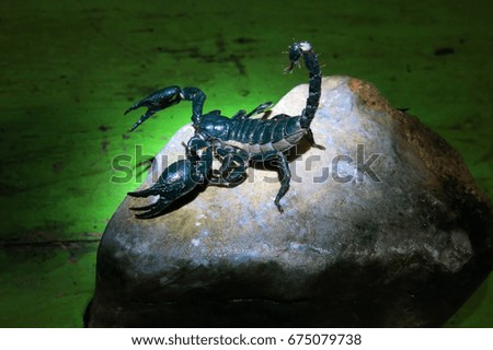 Image of Scorpions

